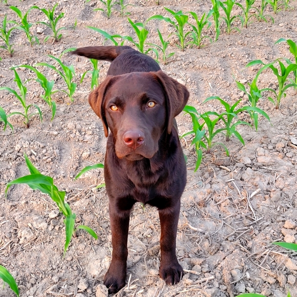 Meet your Posher, k - Picture 1 of 1